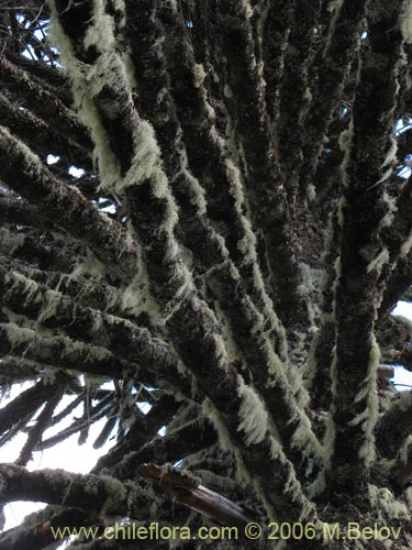 Bild von Araucaria araucana (Araucaria / Pehuén / Piñonero). Klicken Sie, um den Ausschnitt zu vergrössern.